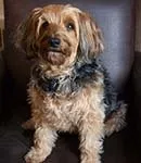 Rocky headshot